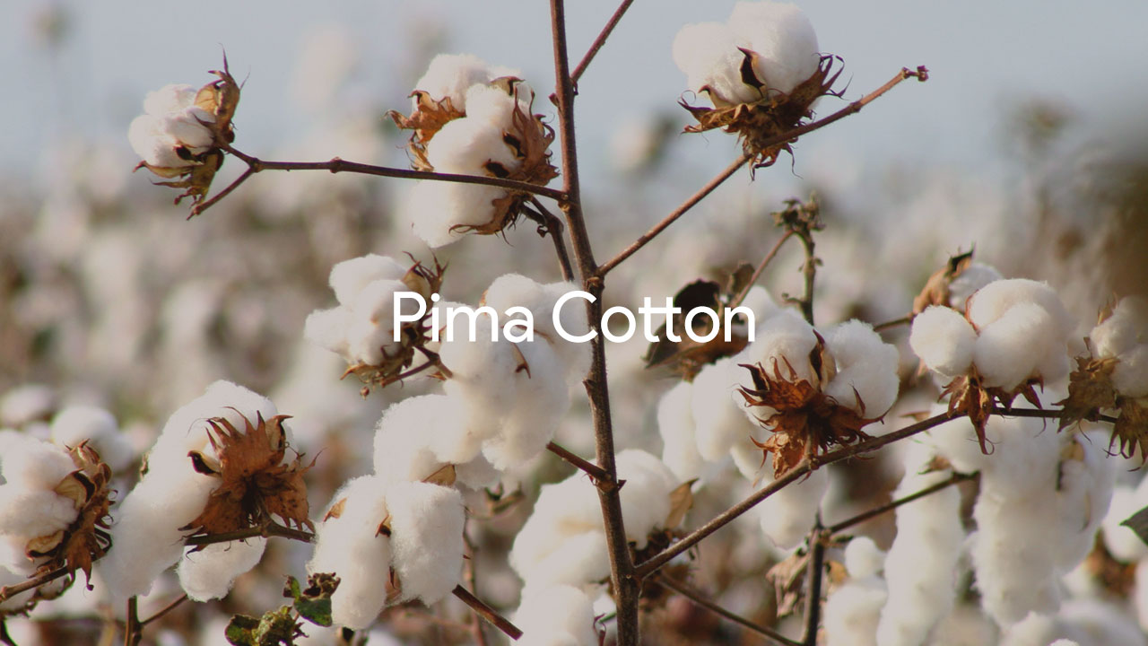 Pima cotton là gì? Chính xác những gì làm cho Pima vượt trội?